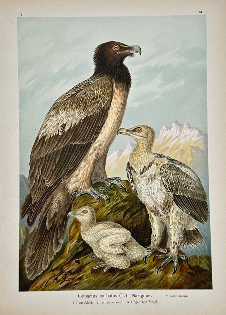 Johann Friedrich Naumann – Bearded Vulture – Lithograph (19th Century): "Gypaetus Barbatus" is an ornithological natural history illustration that showcases three vultures at different stages of growth perched on a mountain crag. The figurative composition depicts the lar