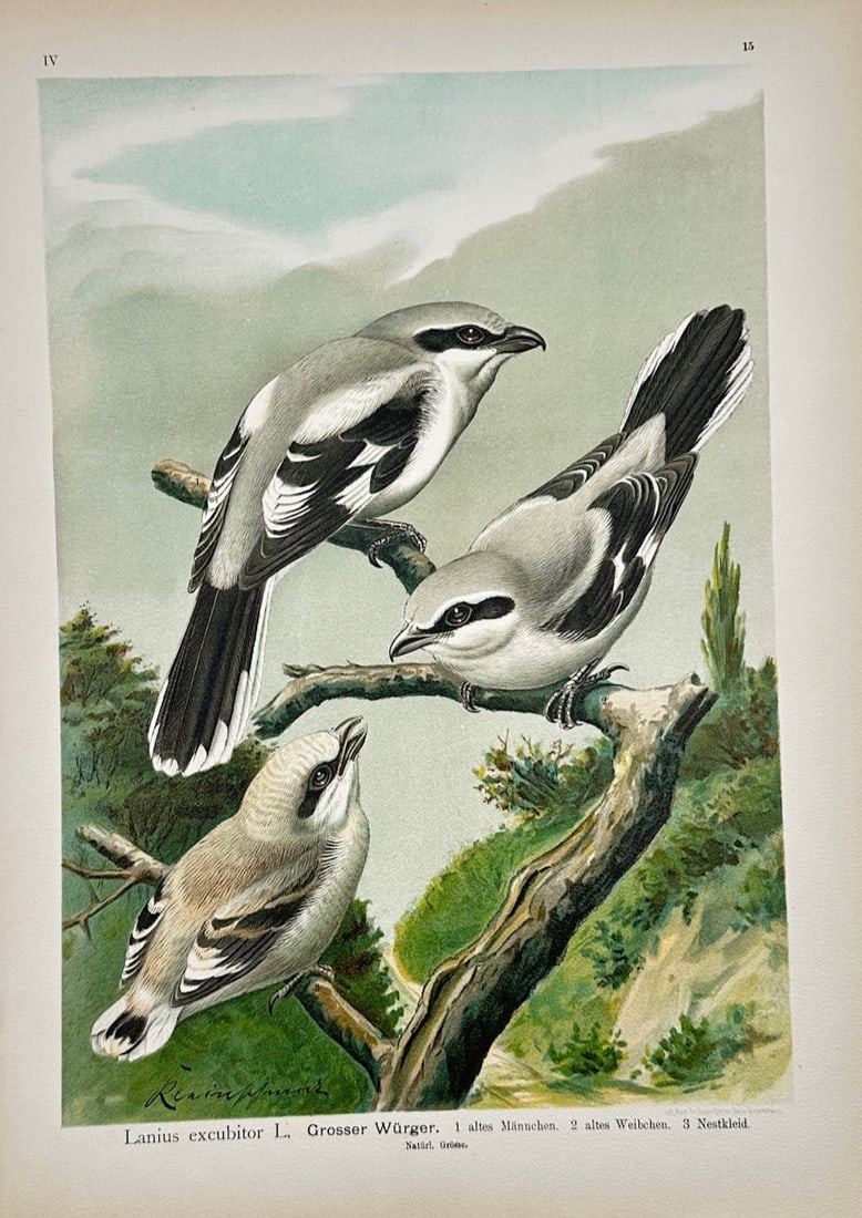Johann Friedrich Naumann – Great Grey Shrike – Lithograph (19th Century): "Lanius Excubitor" is an ornithological natural history illustration that showcases three shrikes perched upon gnarled tree branches. The figurative composition captures the detailed plumage of the bi