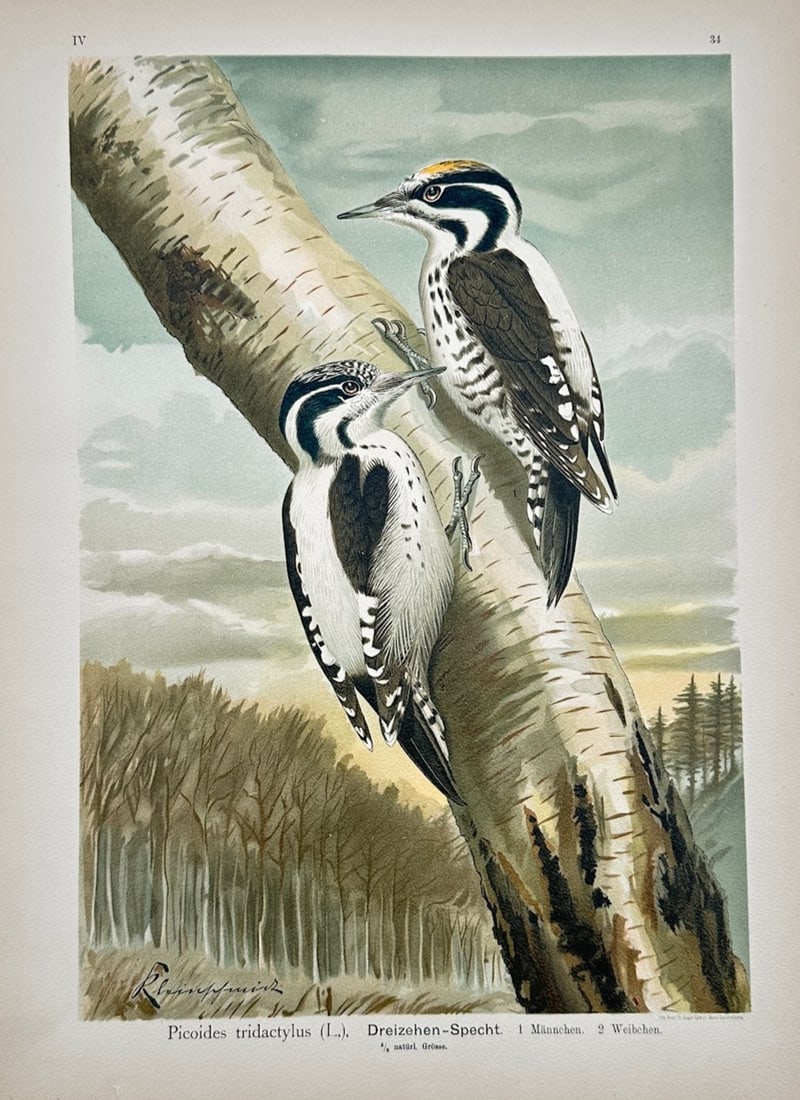 Johann Friedrich Naumann – Three-Toed Woodpecker – Lithograph (19th Century) (1 of 2)