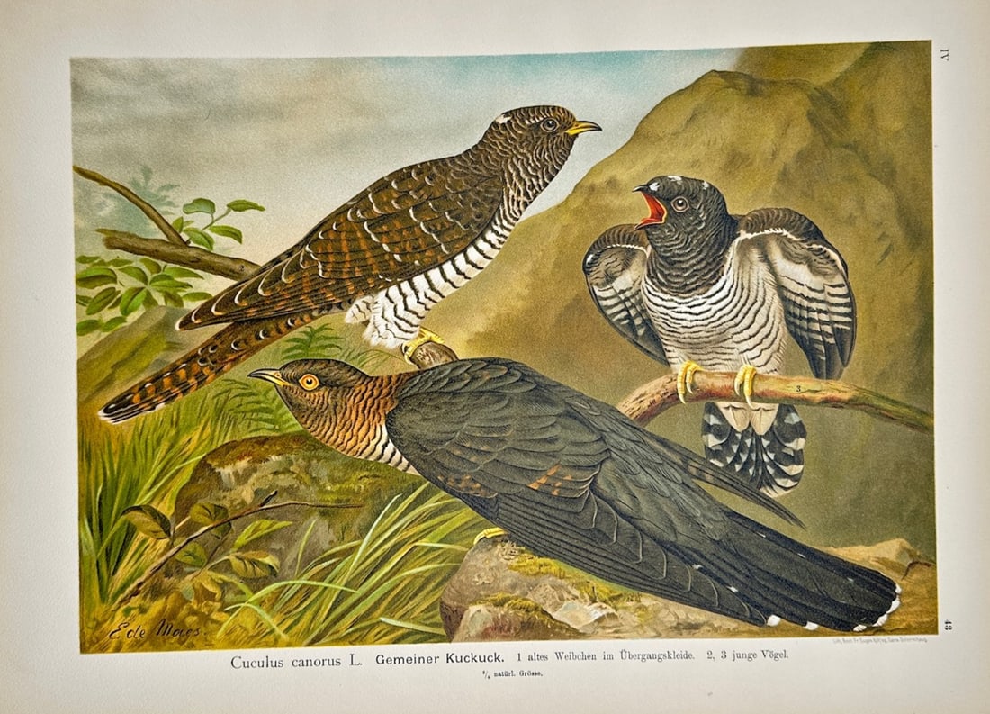 Johann Friedrich Naumann – Common Cuckoo – Lithograph (19th Century) (1 of 2)