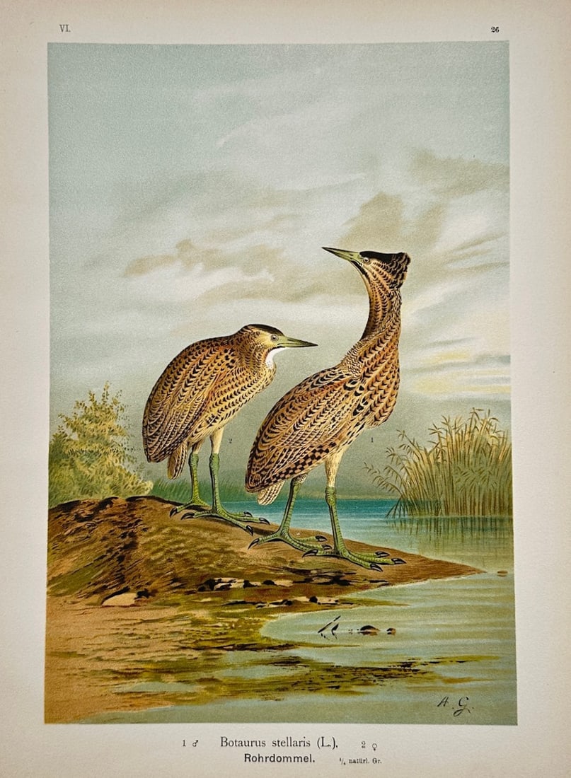Johann Friedrich Naumann – Eurasian Bittern – Lithograph (19th Century) (1 of 2)