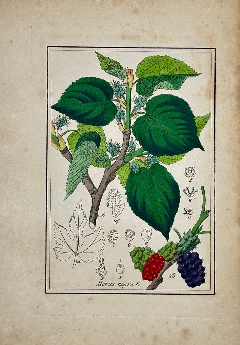 Max Schulze – Black Mulberry – Lithograph (1894): Morus Nigra is a botanical natural history illustration that showcases a fruiting branch of a mulberry tree against a plain background. The scientific composition displays detailed green leaves, buddi