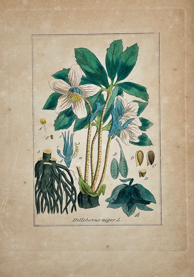Max Schulze – Christmas Rose – Lithograph (1894): "Helleborus Niger" is a botanical natural history illustration that showcases a blooming christmas rose plant against a plain background. The scientific composition displays large white blossoms, text