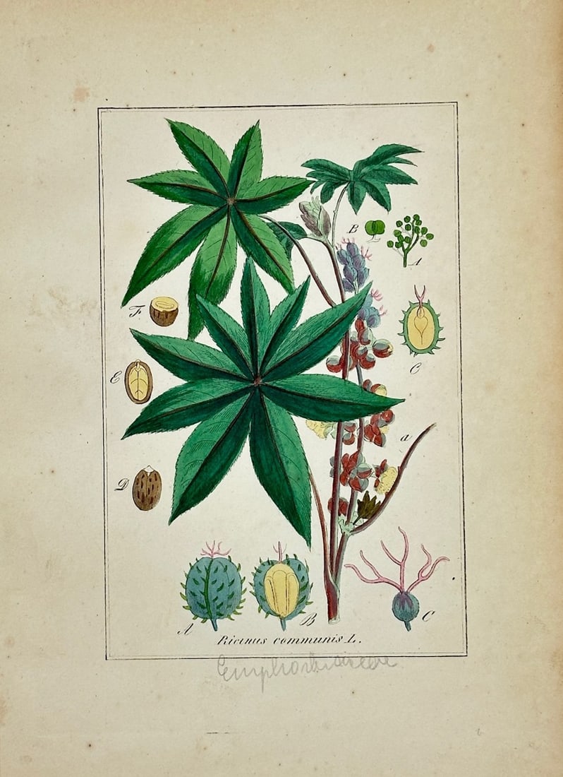 Max Schulze – Castor Oil Plant – Lithograph (1894): "Ricinus communis" is a botanical natural history illustration that showcases a stalk of a castor oil plant against a plain background. The scientific composition displays large, deeply lobed green le