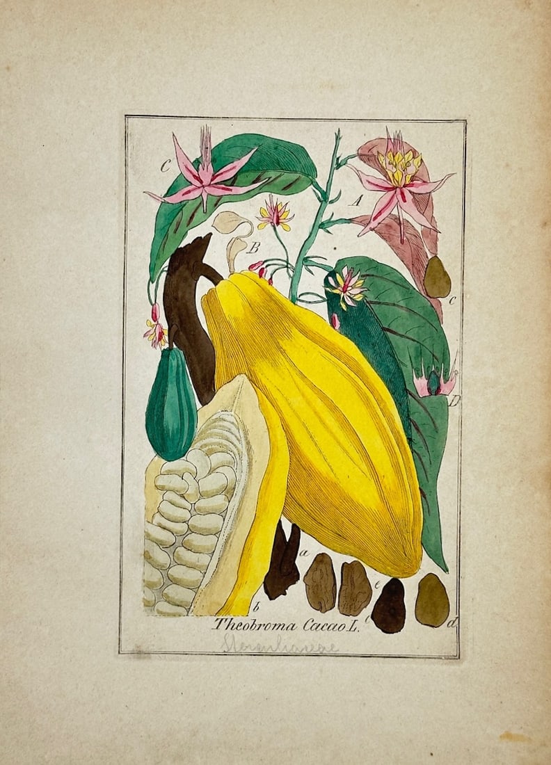 Max Schulze – Cocoa Tree – Lithograph (1894): "Theobroma Cacao" is a botanical natural history illustration that showcases the fruiting parts of a cocoa tree against a plain background. The scientific composition displays a prominent large yellow