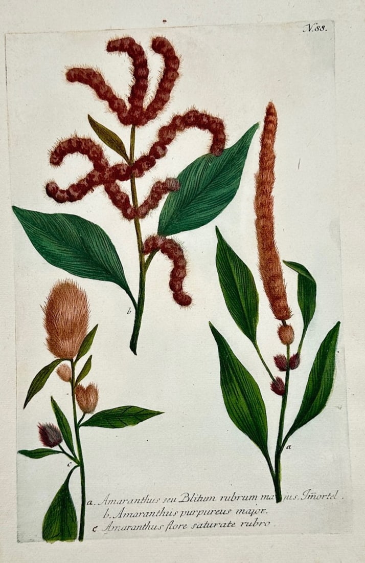 Johann Wilhelm Weinmann – Amaranthus – Mezzotint and engraving (18th Century): "Amaranthus" is a botanical illustration that showcases several varieties of amaranth plants with detailed leaves and textured, elongated flower spikes. The scientific composition presents distinct st