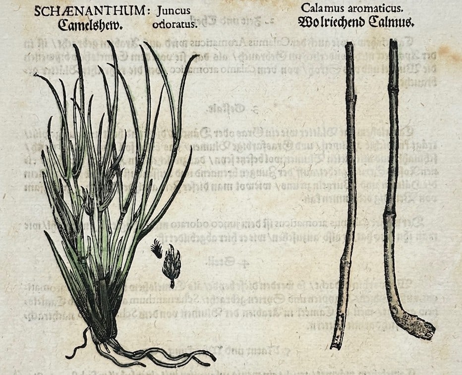 Pietro Andrea Mattioli – Camel's Hay and Sweet Flag – Hand-colored engraving (16th Century): "Schoenanthum" is a botanical illustration that showcases a tuft of wild grass with its root structure alongside slender reed-like stems from aromatic plant specimens. The scientific composition prese