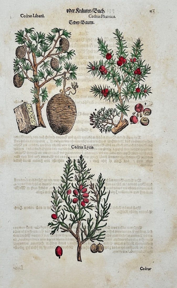 Pietro Andrea Mattioli – Cedar and Juniper Trees – Hand-colored engraving (16th Century) (1 of 2)