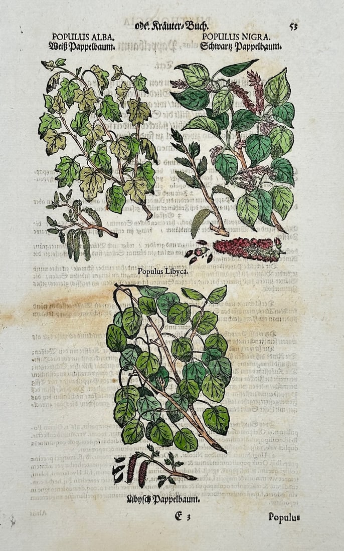 Pietro Andrea Mattioli – Poplar Trees – Hand-colored engraving (16th Century) (1 of 2)