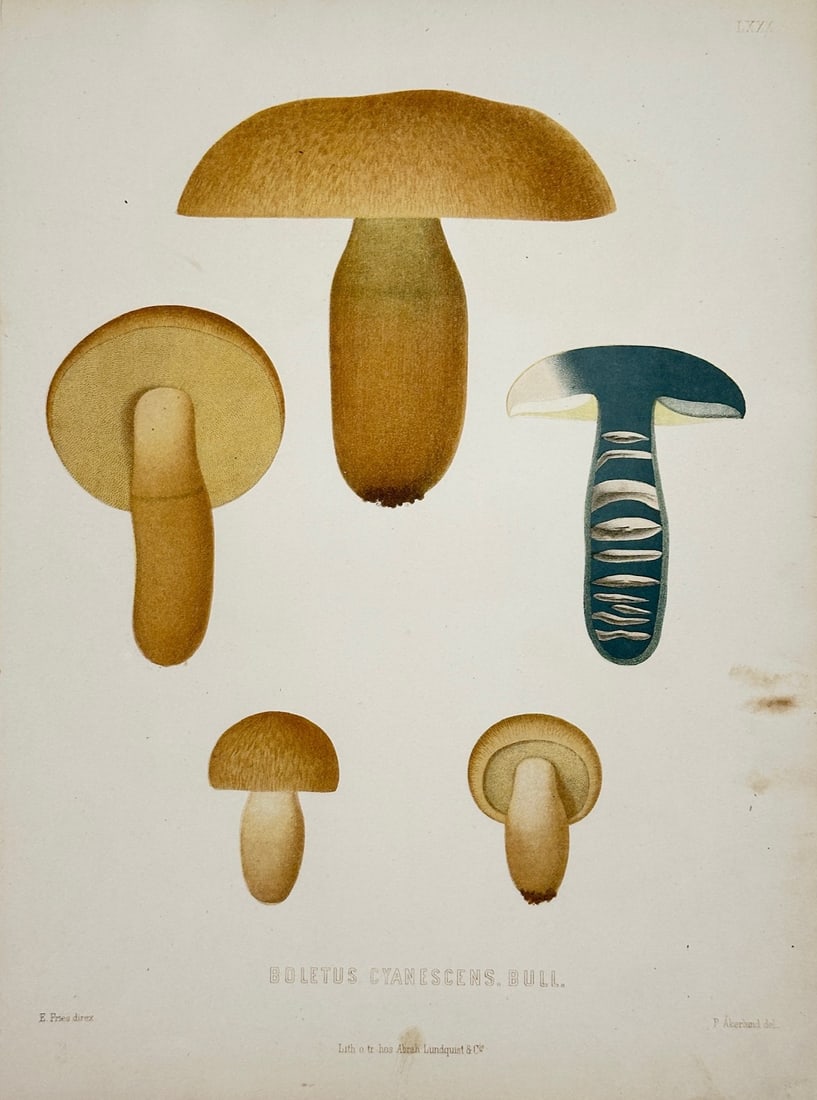 Elias Magnus Fries – Boletus Cyanescens Mushroom – Lithograph (19th Century): "Boletus Cyanescens" is a scientific mycological illustration that showcases several fungal specimens depicting various growth stages, profiles, and structural cross-sections of the mushroom species. 