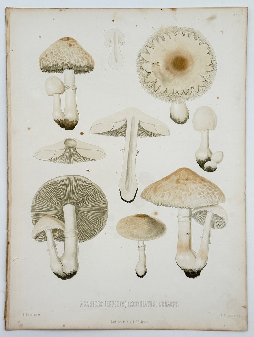 Elias Magnus Fries – Agaricus (Lepiota) Excoriatus Mushroom – Lithograph (19th Century): "Agaricus (Lepiota) Excoriatus" is a scientific mycological illustration that showcases several fungal specimens depicting various growth stages, profiles, gills, and structural cross-sections of the 
