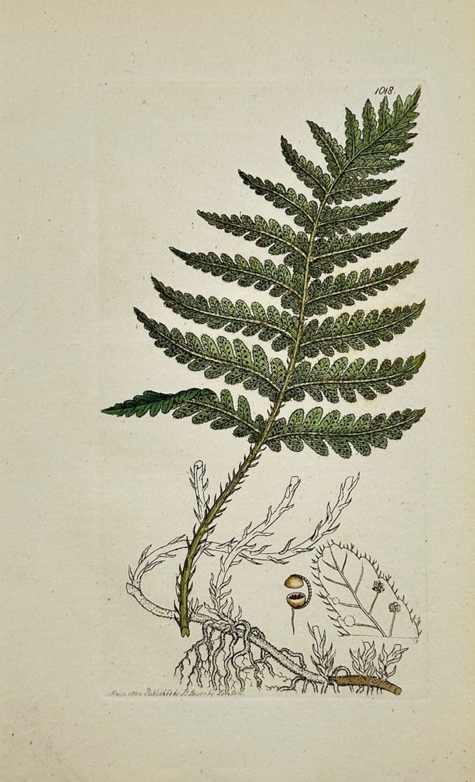 James Sowerby – Botanical Study of a Fern – Hand-colored engraving (19th Century): Botanical Study of a Fern is a scientific illustration that features a detailed green fern frond alongside its root structure and microscopic reproductive elements. The composition serves to document 