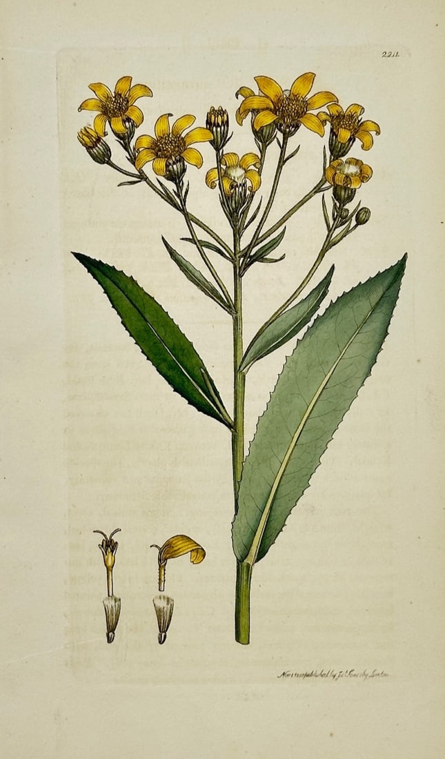 James Sowerby – Botanical Study of Yellow Flowers – Hand-colored engraving (19th Century) (1 of 2)