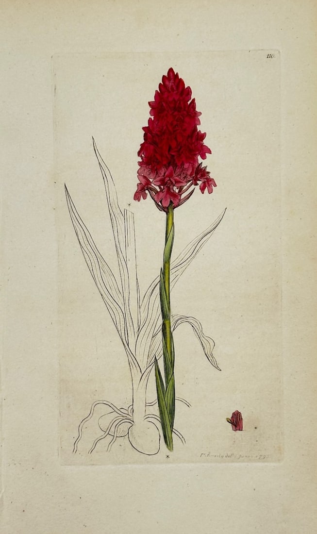 James Sowerby – Botanical Study of Red Flowers – Hand-colored engraving (19th Century): Botanical Study of Red Flowers is a scientific illustration that features a flowering stem with vibrant red blossoms along with partially outlined leaves and root structures. The composition serves to