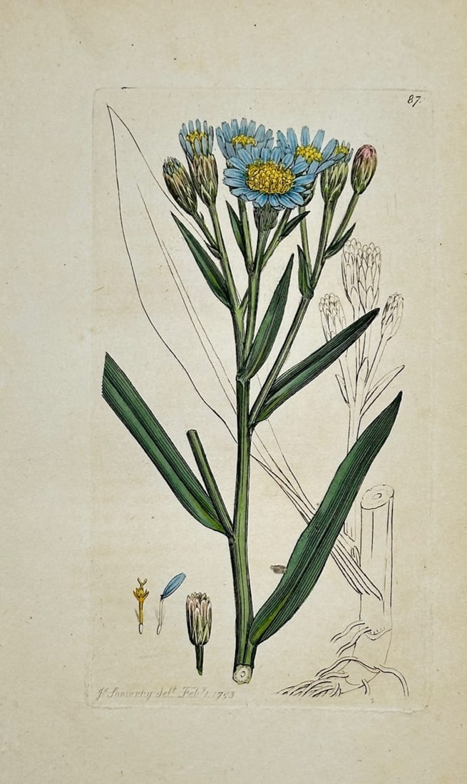 James Sowerby – Botanical Study of Blue Flowers – Hand-colored engraving (19th Century): "Botanical Study of Blue Flowers" is a scientific illustration that features a flowering stem with delicate blue blossoms and elongated green leaves. The composition serves to document the specific mo