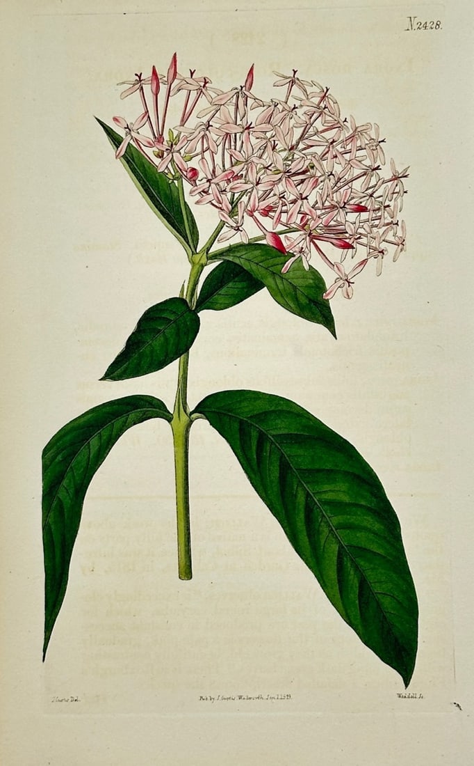 John Curtis – Botanical Study of Pink and White Flowers – Hand-colored engraving (1823) (1 of 2)