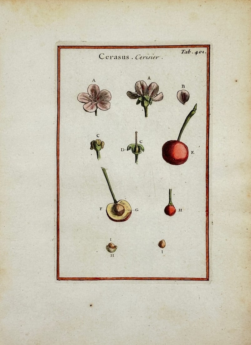 Joseph Pitton de Tournefort – Botanical Study of a Cherry Tree – Hand-colored engraving (1 of 2)