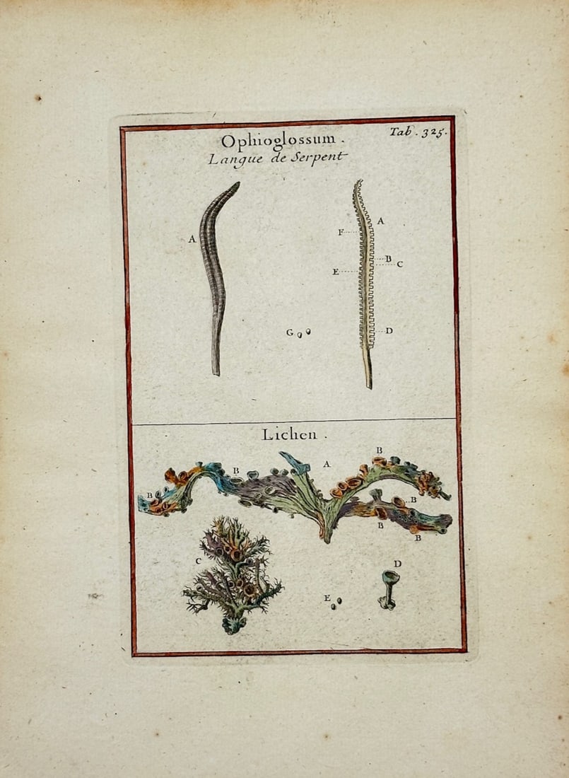 Joseph Pitton de Tournefort – Botanical Study of Adder's-Tongue Fern and Lichen: "Ophioglossum and Lichen" is a scientific illustration that features structural components of an adder's-tongue fern alongside detailed specimens of regional lichen. The composition serves to document