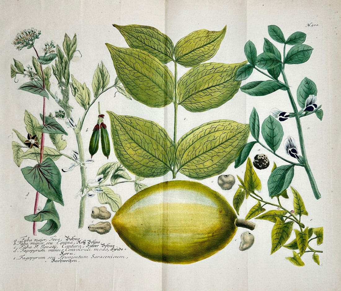 Johann Wilhelm Weinmann – Broad Beans and Other Botanical Specimens (1 of 3)