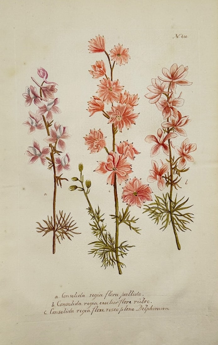 Johann Wilhelm Weinmann – Consolida Regia – Mezzotint and engraving (18th Century): "Consolida Regia" is a botanical illustration that showcases several varieties of larkspur flowers with detailed stems, finely divided leaves, and colorful blossoms. The scientific composition present
