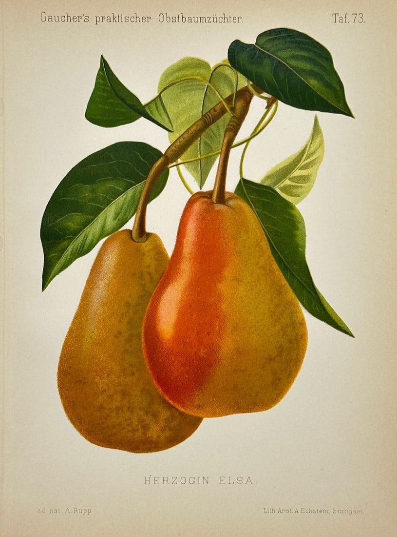 Nicolas Gaucher – Duchess Elsa Pear – Chromolithograph (19th Century): "Duchess Elsa" is a pomological illustration that showcases a pair of ripe, colorful pears hanging from a branch surrounded by rich green leaves. The botanical composition focuses on documenting the s