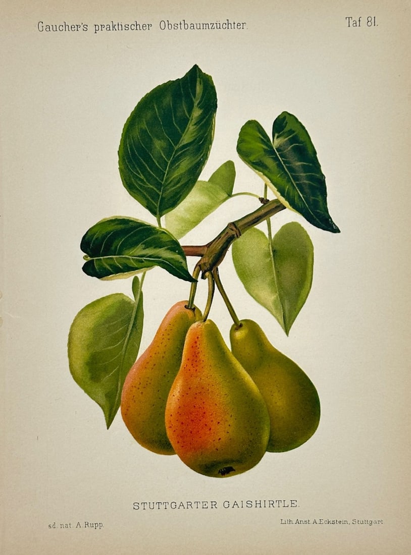 Nicolas Gaucher – Stuttgarter Gaishirtle Pear – Chromolithograph (19th Century): Stuttgarter Gaishirtle is a pomological illustration that showcases a cluster of three ripe pears hanging from a branch surrounded by textured green leaves. The botanical composition focuses on docume