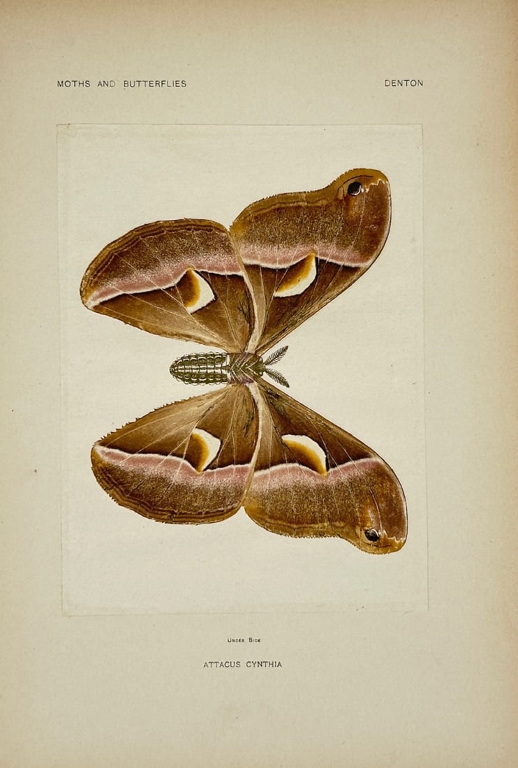 Sherman Foote Denton – Cynthia Moth – Lithograph (19th Century): "Attacus Cynthia" is an entomological illustration that showcases a large silk moth with detailed brown wings containing crescent-shaped markings and white bands. The scientific composition focuses on