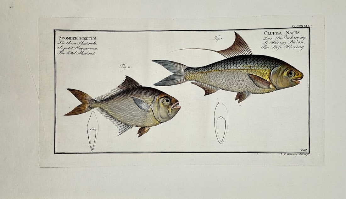 Marcus Elieser Bloch – Little Mackerel and Nose Herring – Hand-colored engraving (18th Century) (1 of 2)