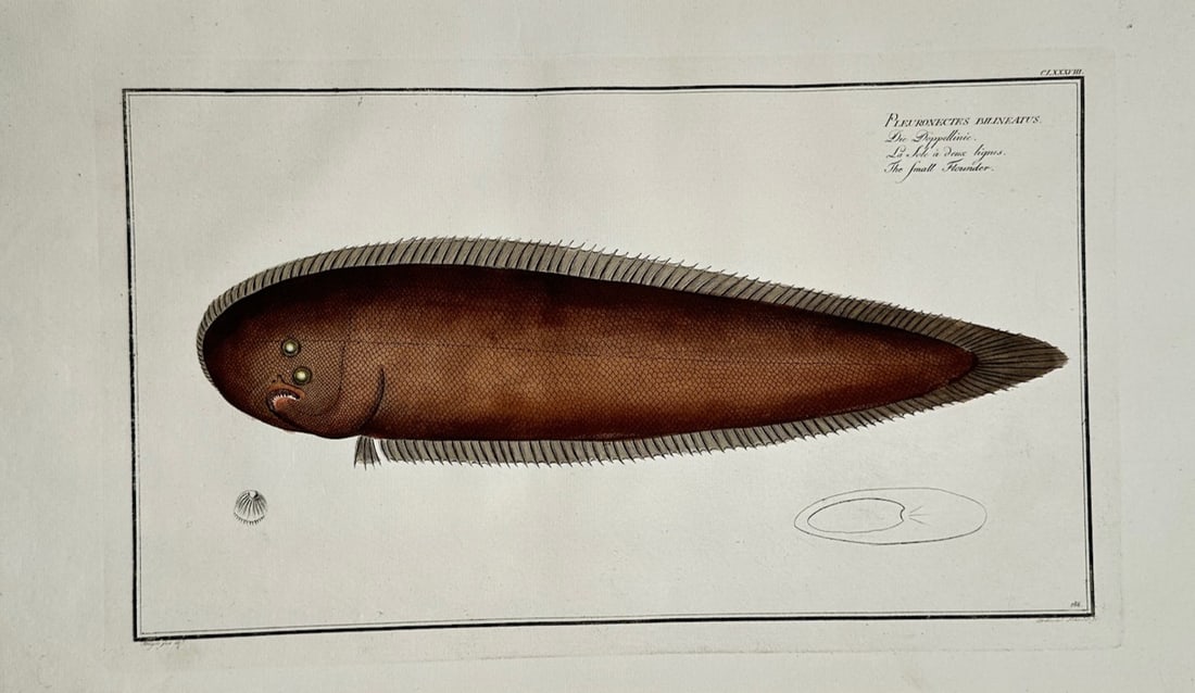 Marcus Elieser Bloch – Small Flounder – Hand-colored engraving (18th Century) (1 of 2)