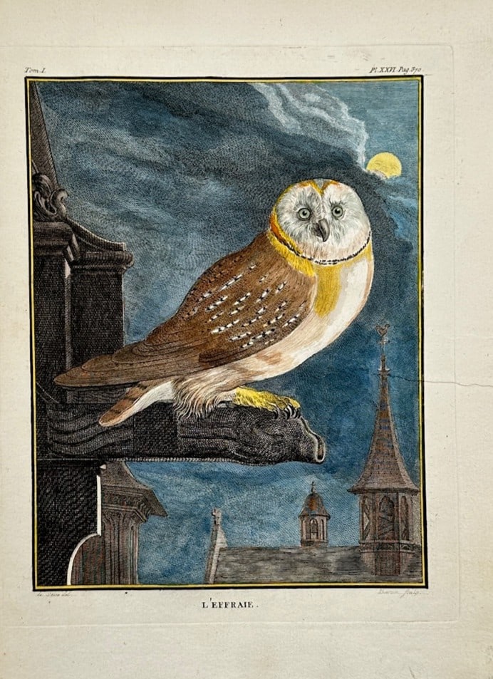 François-Nicolas Martinet – Barn Owl – Hand-colored engraving (18th Century): The Barn Owl is an ornithological illustration that showcases a detailed owl perched upon an architectural feature against a dark night sky with a full moon. The scientific composition serves to docum