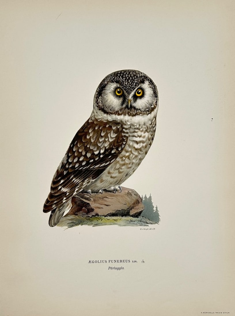 Magnus von Wright – Boreal Owl – Lithograph (1920s): "Aegolius Funereus" is an ornithological illustration that showcases a detailed owl perched upon a small stone against a plain background. The scientific composition serves to document the specific sp