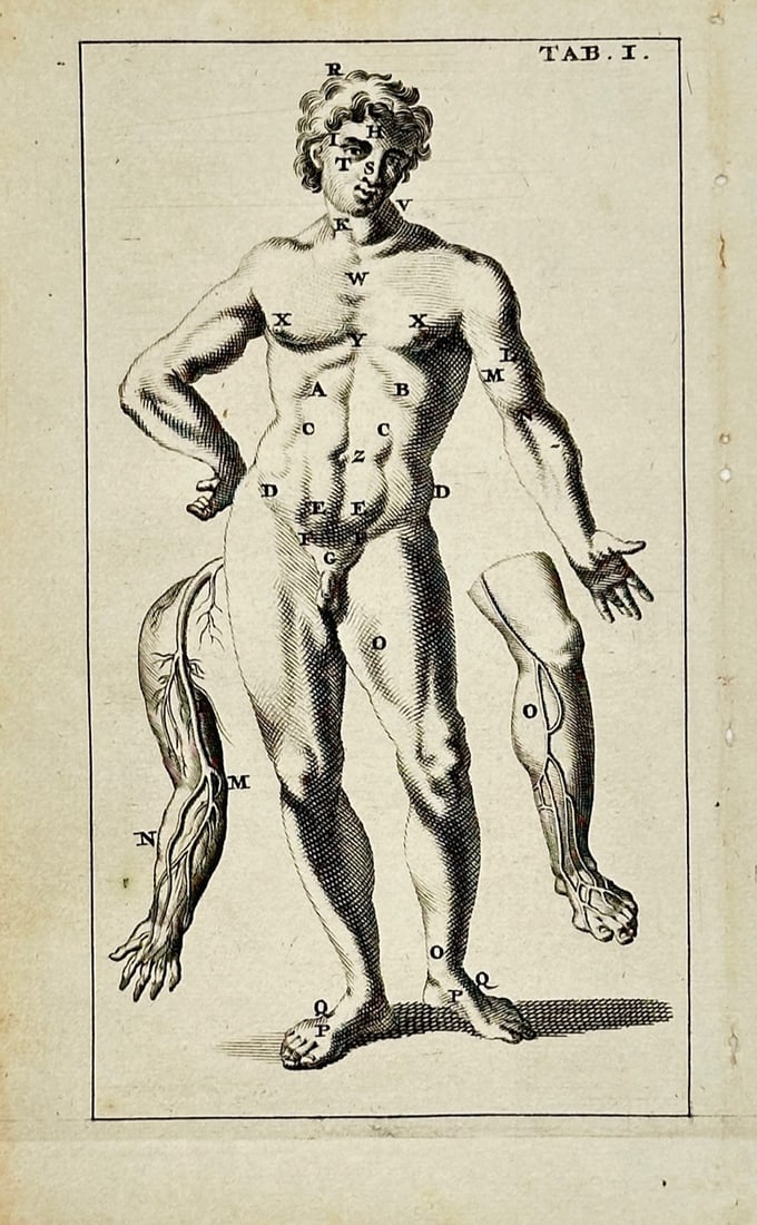 Steven Blankaart – Anatomical Study of the Human Body – Engraving (17th Century): "TAB. I." is an anatomical illustration that showcases a full-length male figure alongside separate dissections of an arm and a leg revealing the superficial muscular or vascular system. The compositi