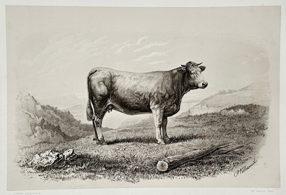 Émile Baudement – Vache du Glane – Lithograph (1861): "Vache du Glane" is a zoological and agricultural illustration that showcases a detailed side profile of a Glane cow standing in an open, rolling pasture landscape. The scientific composition focuses 