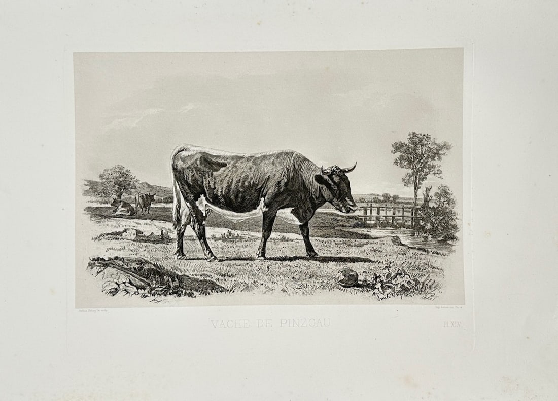 Émile Baudement – Pinzgau Cow – Lithograph (1861): Vache de Pinzgau is a zoological and agricultural illustration that showcases a side profile of a Pinzgau cow standing in an open pasture landscape with other cattle and a fence in the background. The