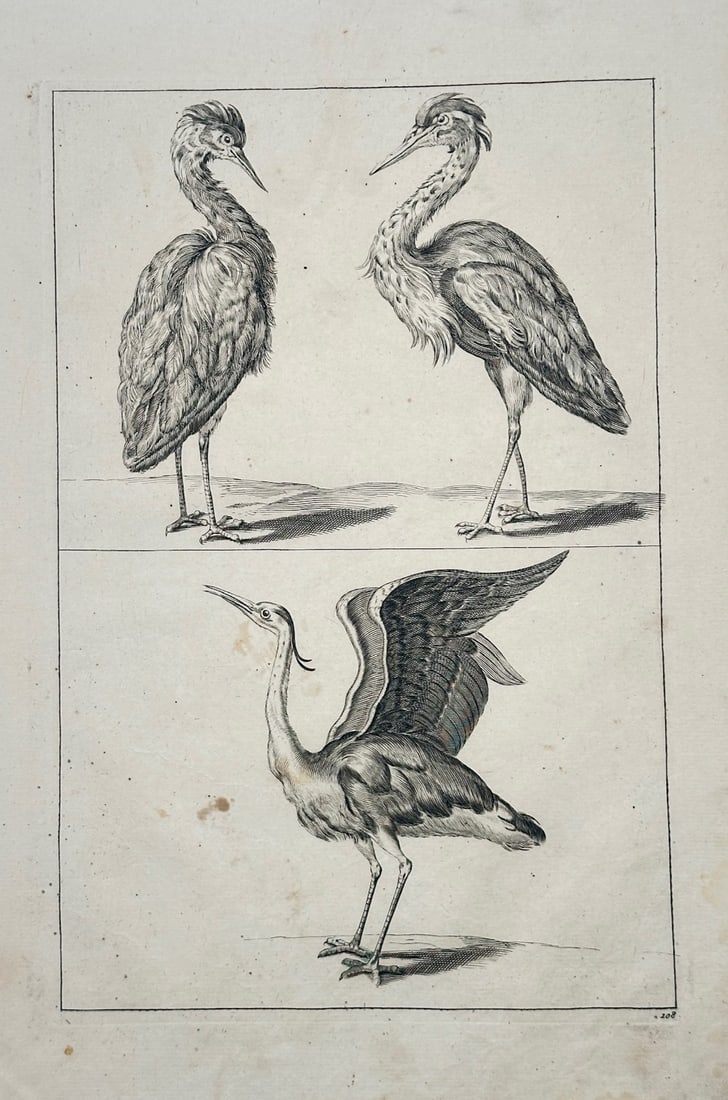 Frederick de Wit – Studies of Herons – Engraving (17th Century) (1 of 2)