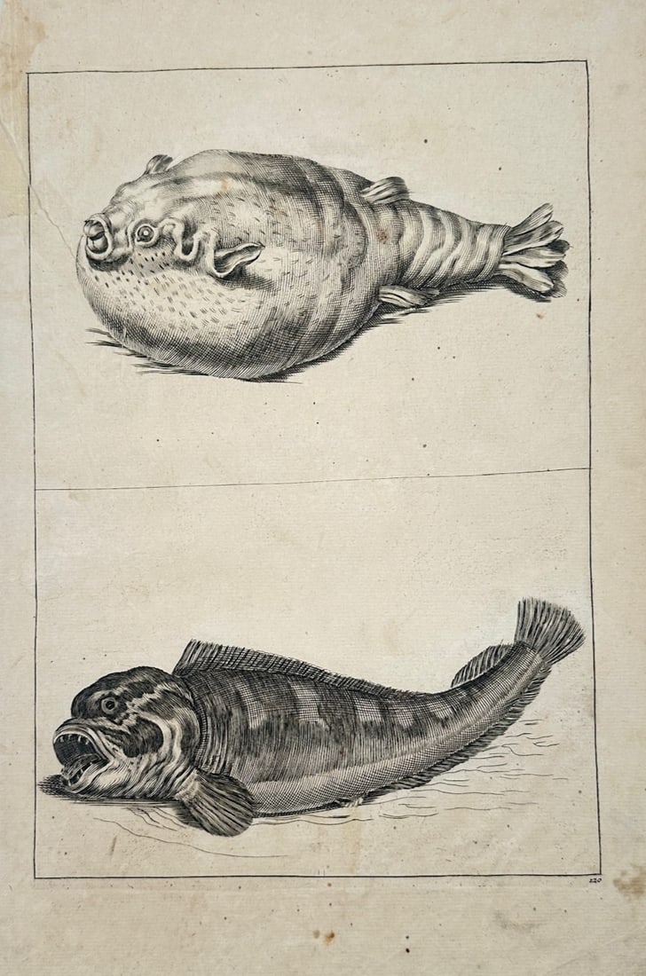 Frederick de Wit – Studies of Fish – Engraving (17th Century) (1 of 2)