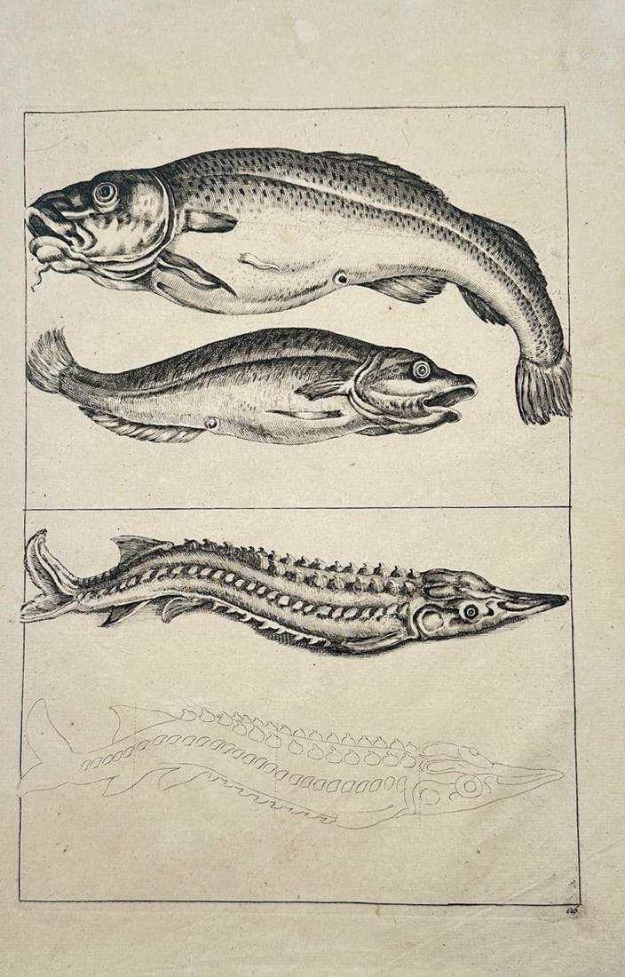 Frederick de Wit – Studies of Fish with a Sturgeon – Engraving (17th Century) (1 of 2)