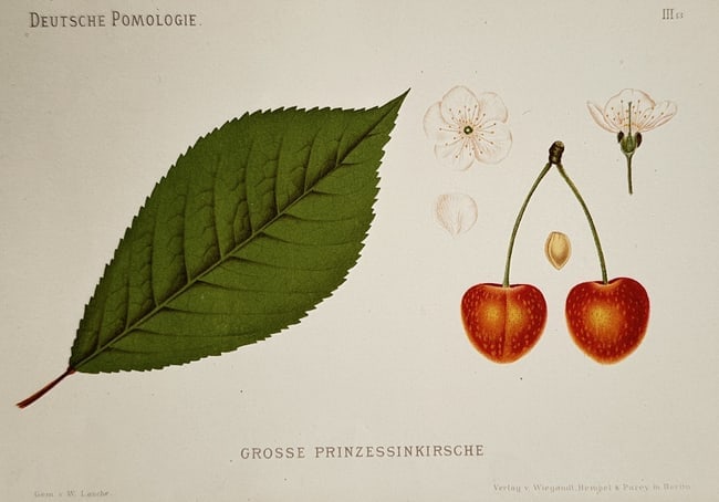 Wilhelm Lauche (1827–1883) – Study of Grosse Prinzessinkirsche Cherries – Chromolithograph: "Deutsche Pomologie" illustrates a broad overview of a botanical pomological specimen detailing a large, serrated green cherry leaf alongside a pair of ripe, bright red and yellow speckled cherries ha