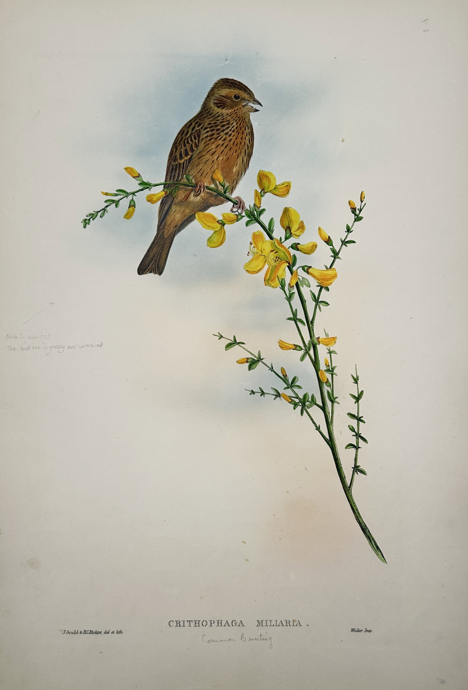 John Gould – Common Bunting – Lithograph (19th Century) (1 of 3)