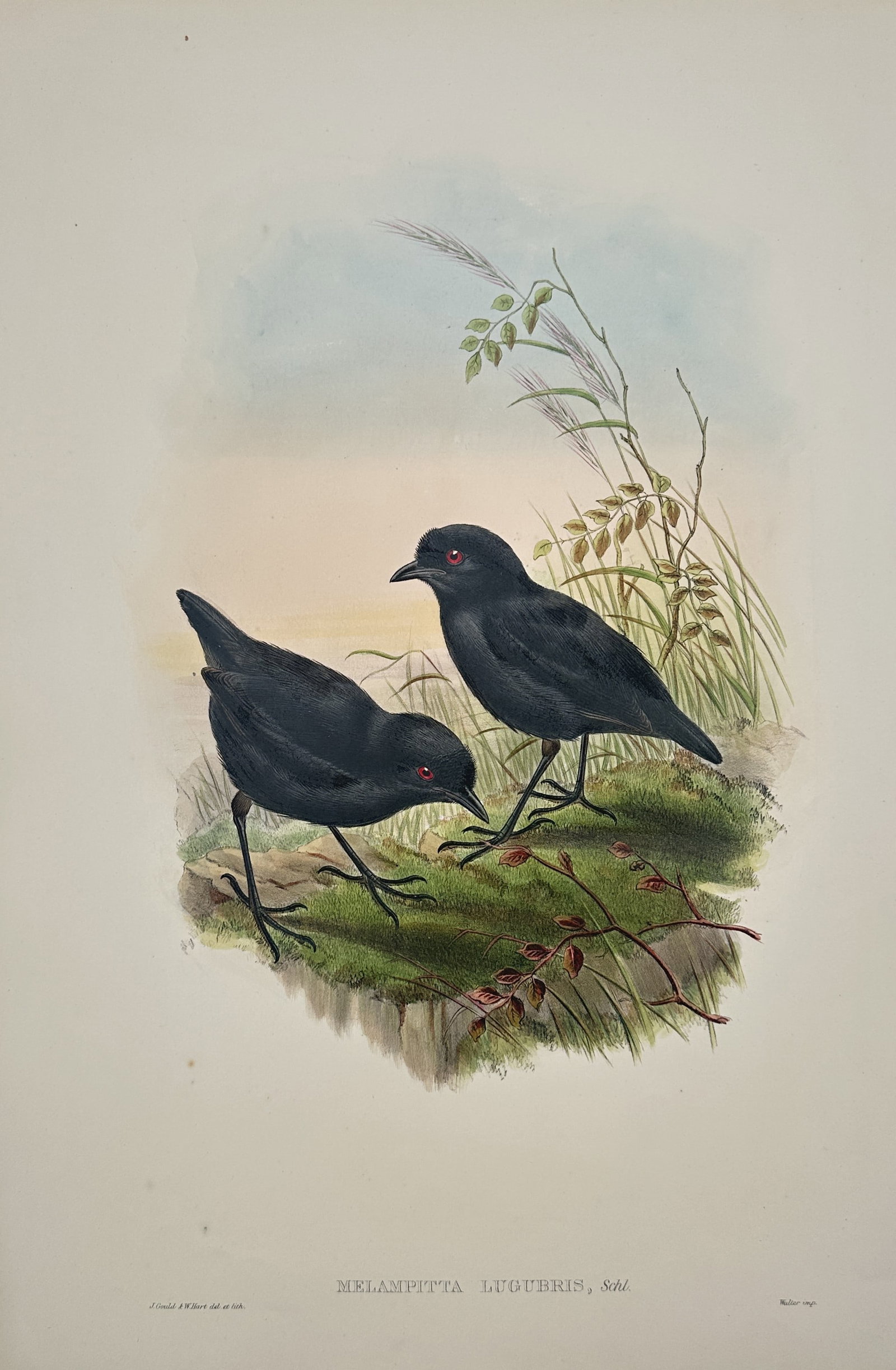 John Gould – Lesser Melampitta – Lithograph (19th Century) (1 of 3)