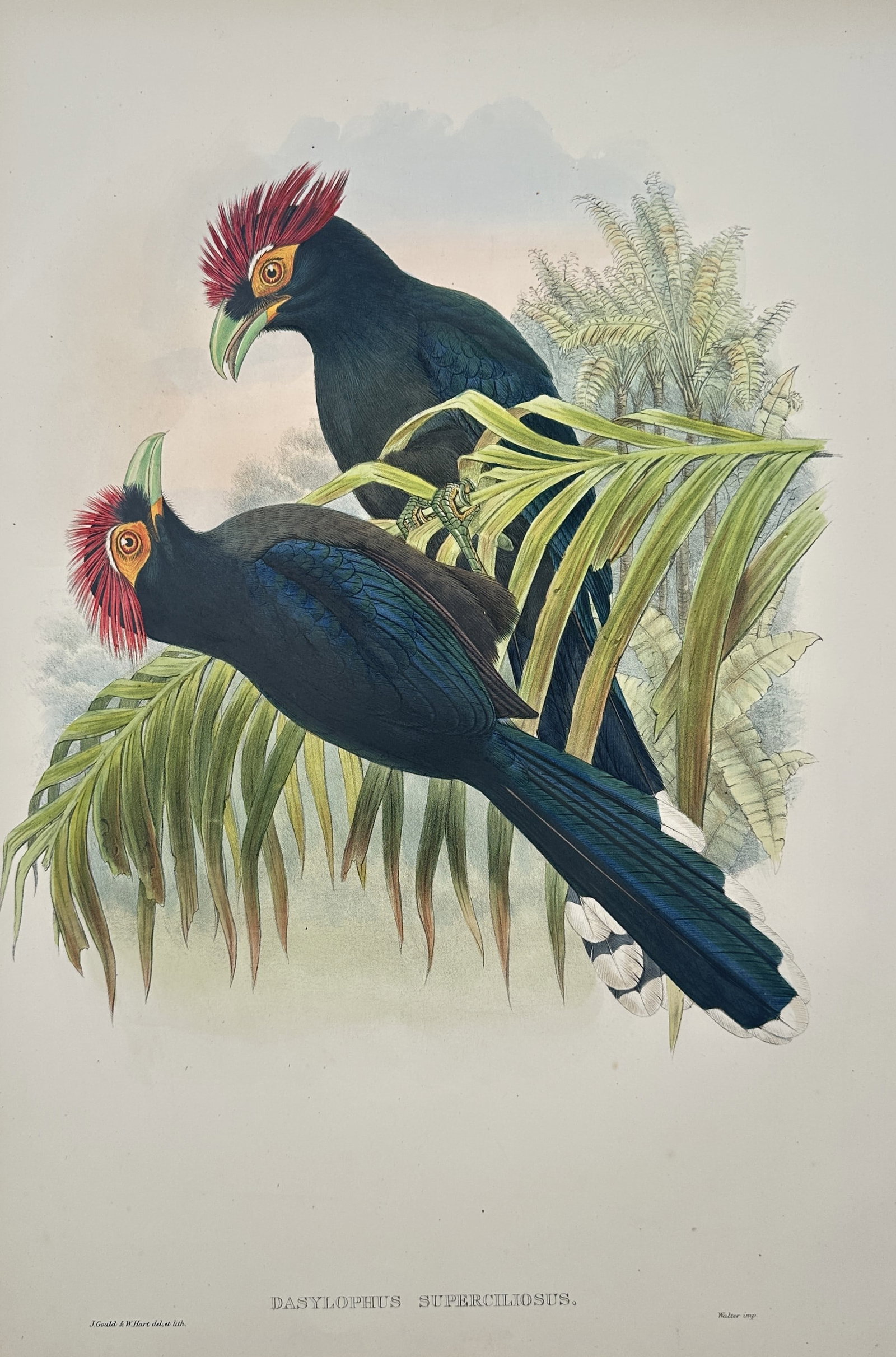 John Gould – Red-crested Malkoha – Lithograph (19th Century) (1 of 3)