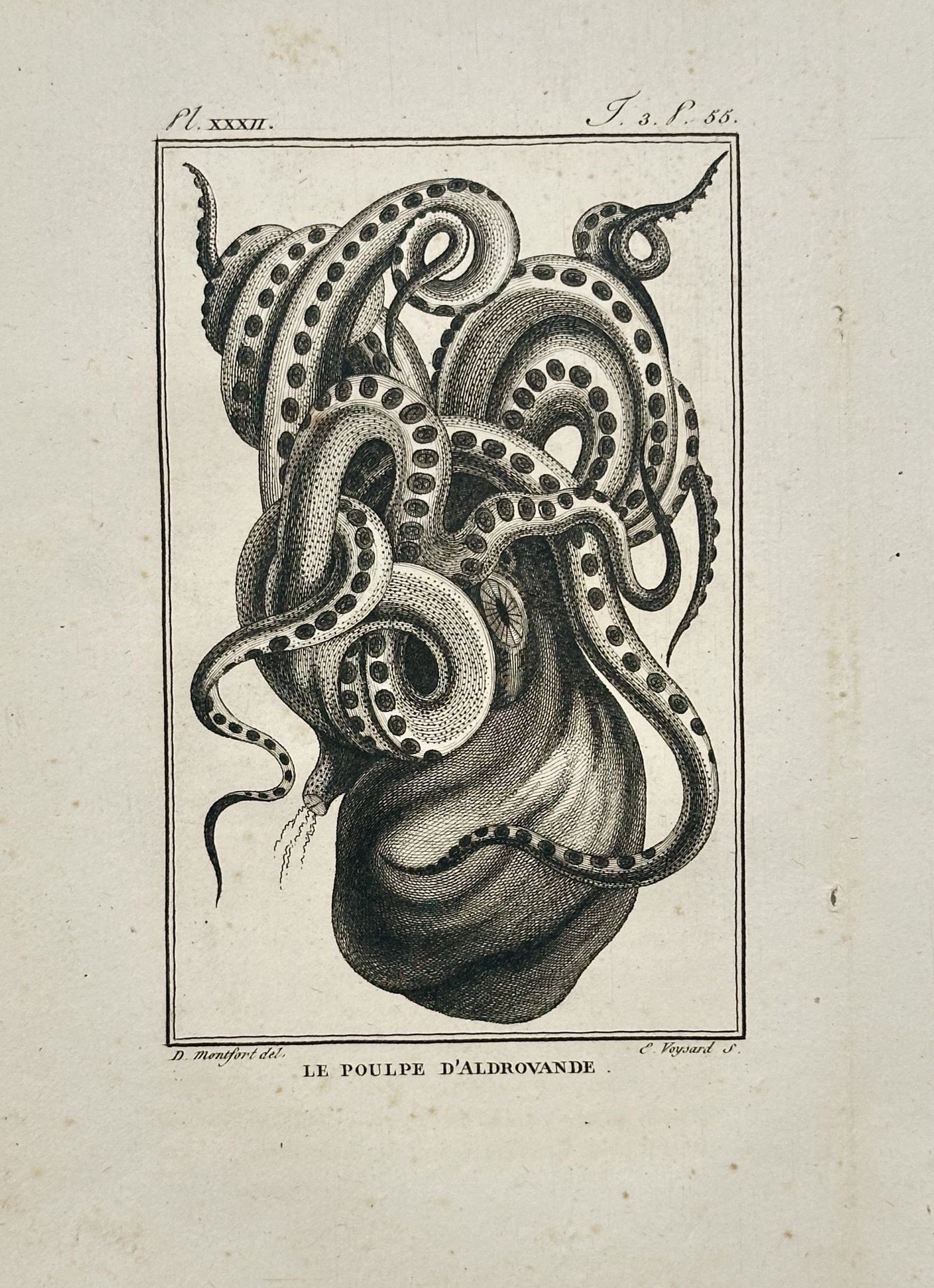 Georges-Louis Leclerc, Comte de Buffon – Anatomical Study of an Octopus – Engraving (18th (1 of 3)