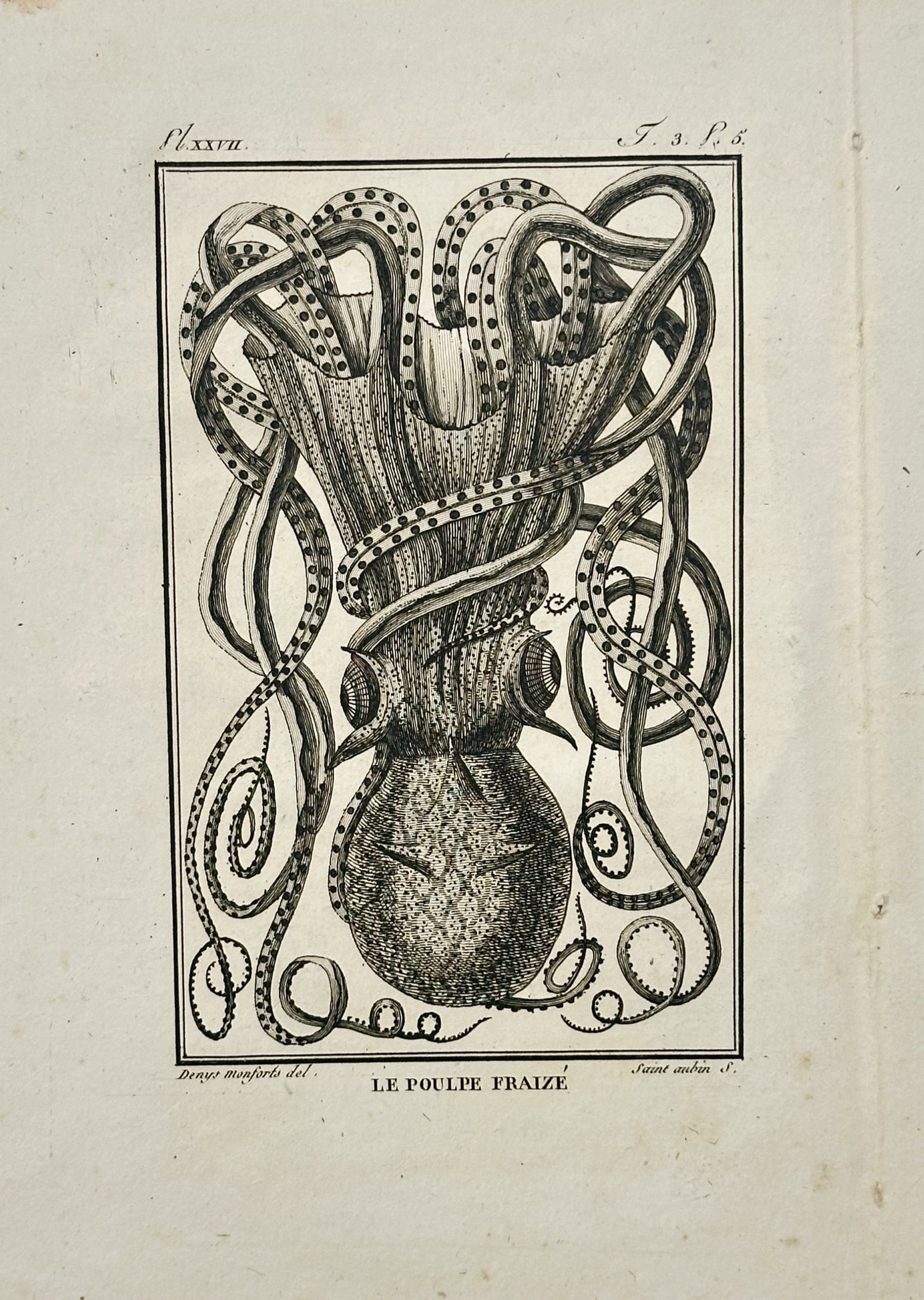 Georges-Louis Leclerc, Comte de Buffon – Cephalopod Study – Engraving (18th Century): "Le Poulpe Fraize" presents a meticulously detailed zoological illustration of a unique cephalopod species showing its distinct dotted tentacles twisting upwards and elegantly surrounding its main upp