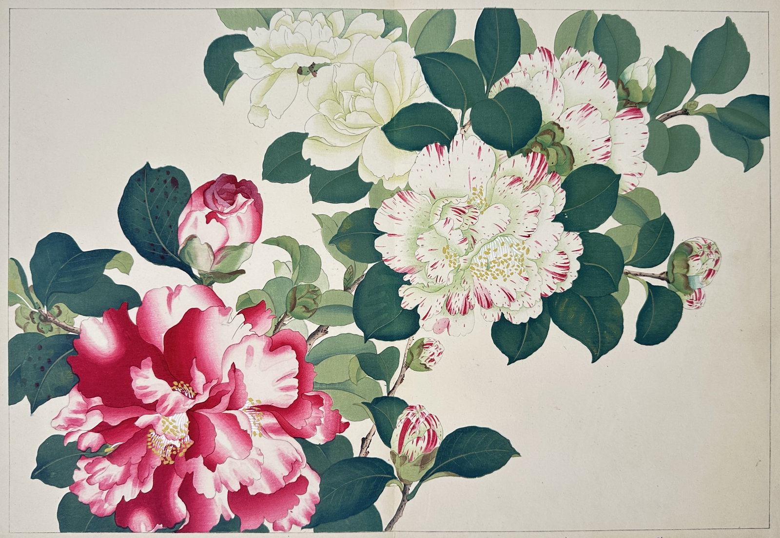 Tanigami Konan – Camellias and Western Blossoms – Gouache Drawing Woodblock print (20th Century) (1 of 3)