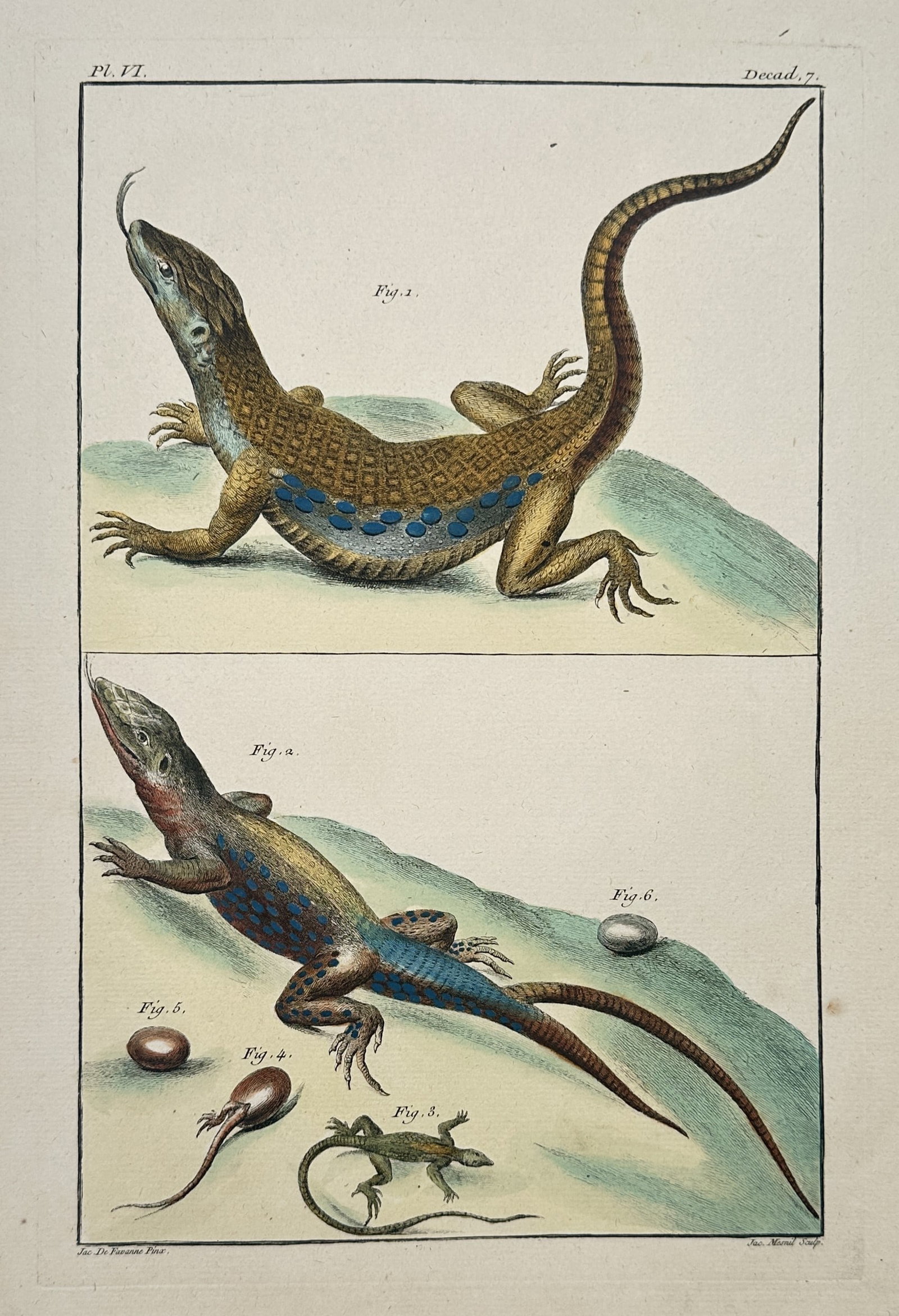 Jacques de Favanne – Herpetological Study of Lizards – Engraving (18th Century) (1 of 3)