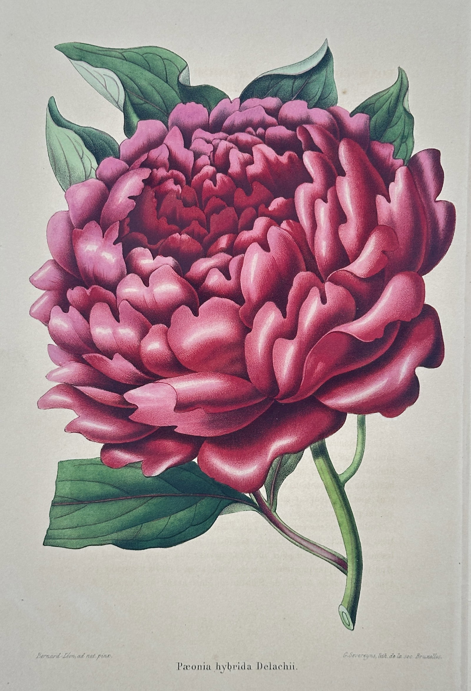 Guillaume Severeyns – Pink Peony Study – Lithograph (19th Century): "Paeonia Hybrida Delachii" illustrates a beautifully detailed botanical study focused on a single, exceptionally large, dark pink peony blossom surrounded by rich, deeply veined green foliage and deli