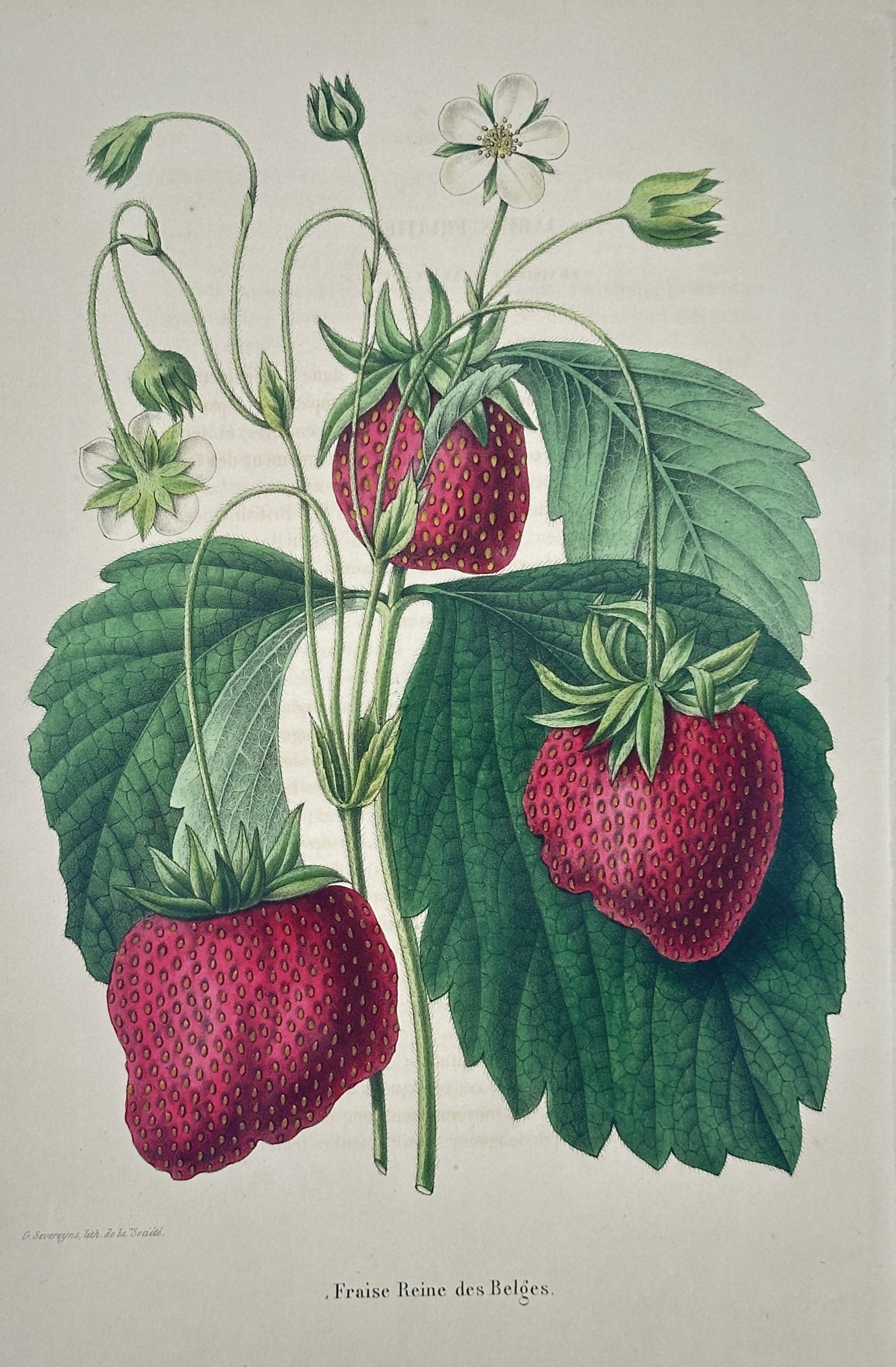 Guillaume Severeyns – Queen of the Belgians Strawberry – Lithograph (19th Century) (1 of 3)
