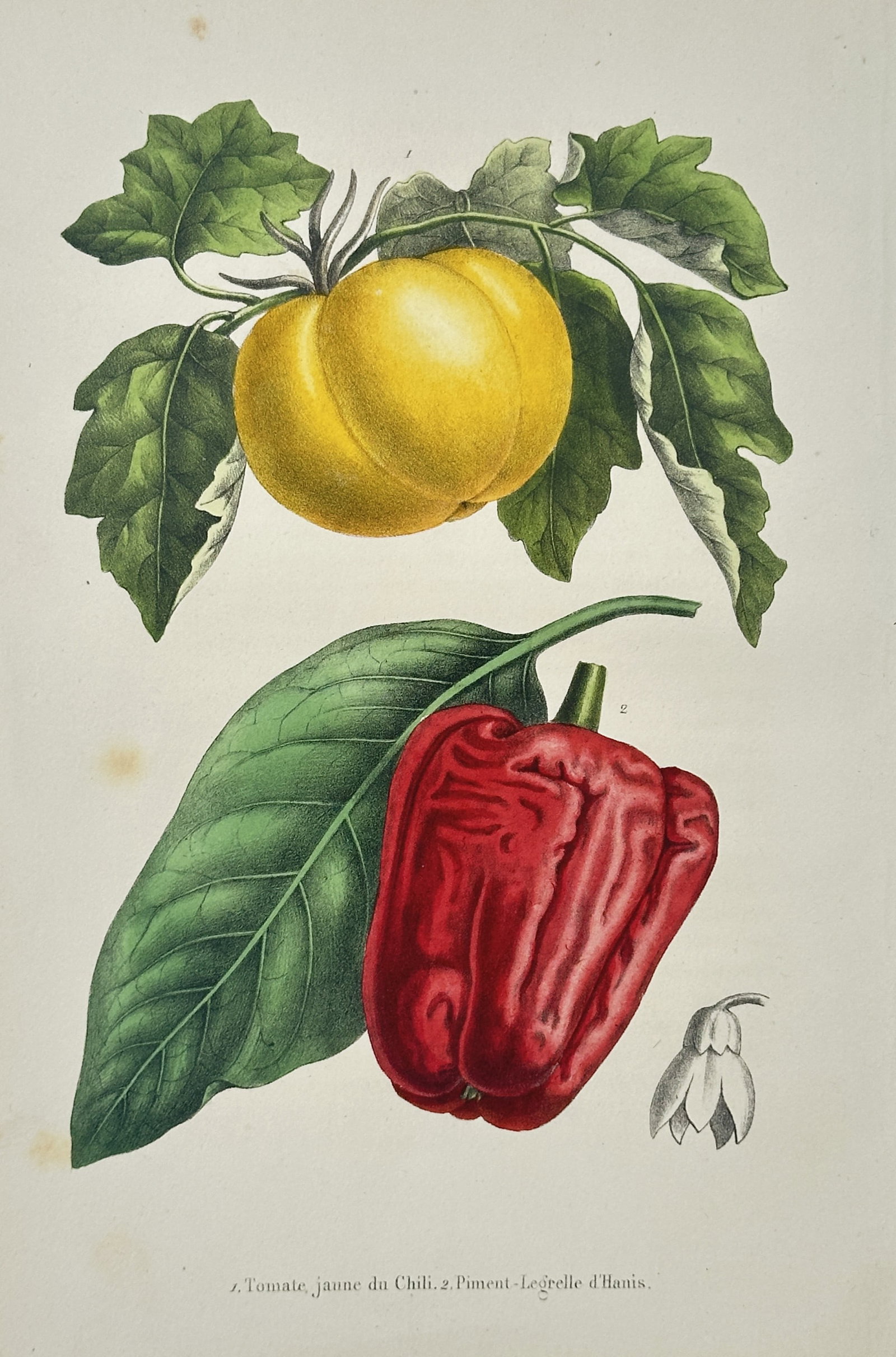 Guillaume Severeyns – Chili Tomato and Bell Pepper – Lithograph (19th Century) (1 of 3)