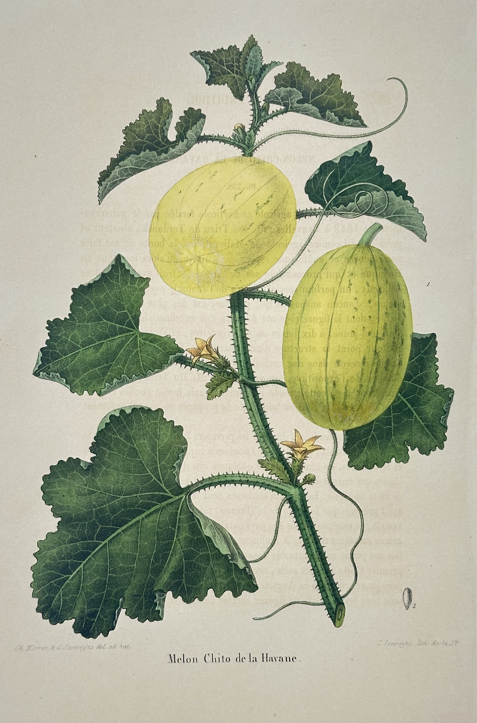 Guillaume Severeyns – Havana Melon Study – Lithograph (19th Century) (1 of 3)