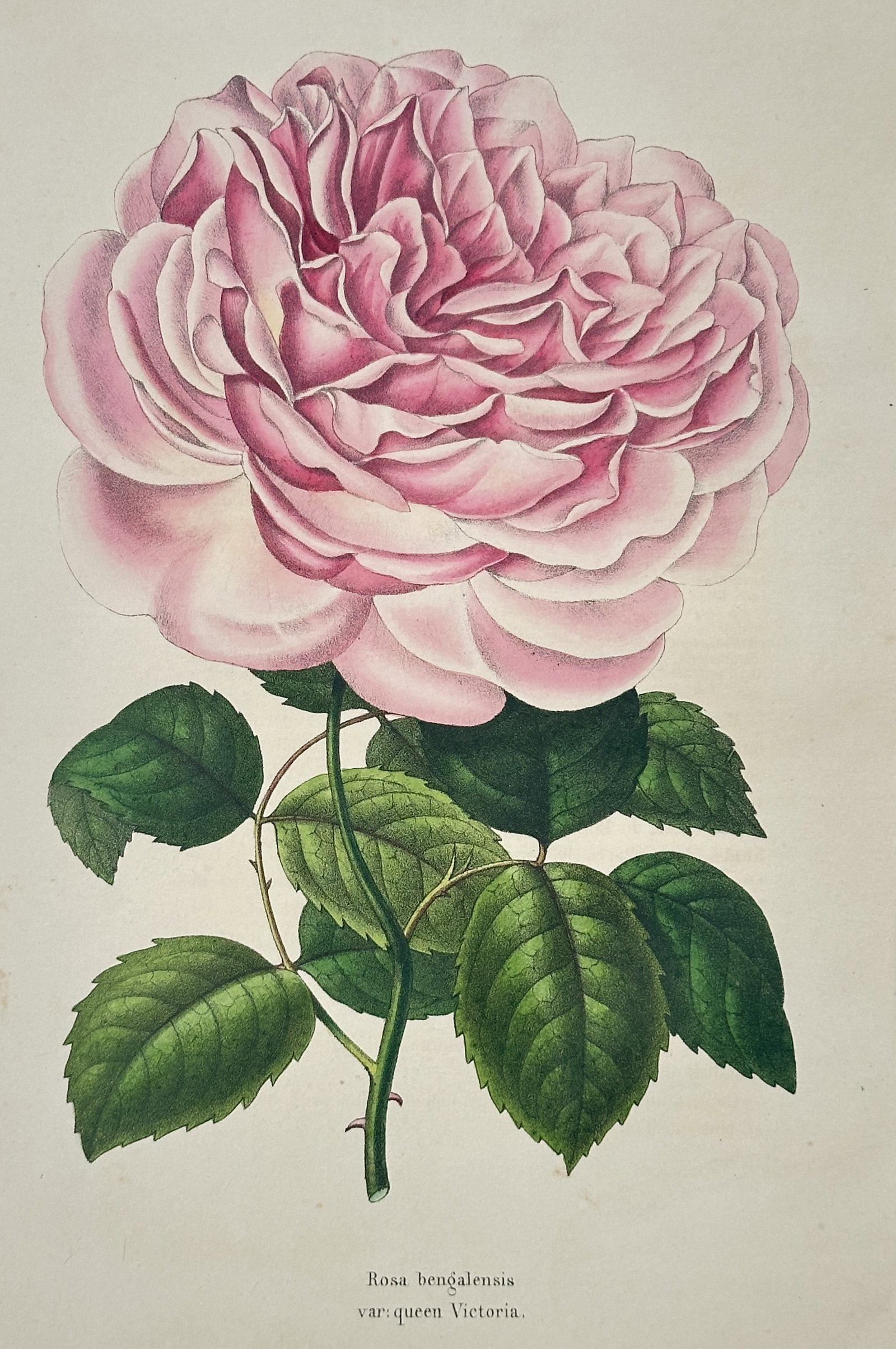 Guillaume Severeyns – Queen Victoria Bengal Rose – Lithograph (19th Century) (1 of 3)